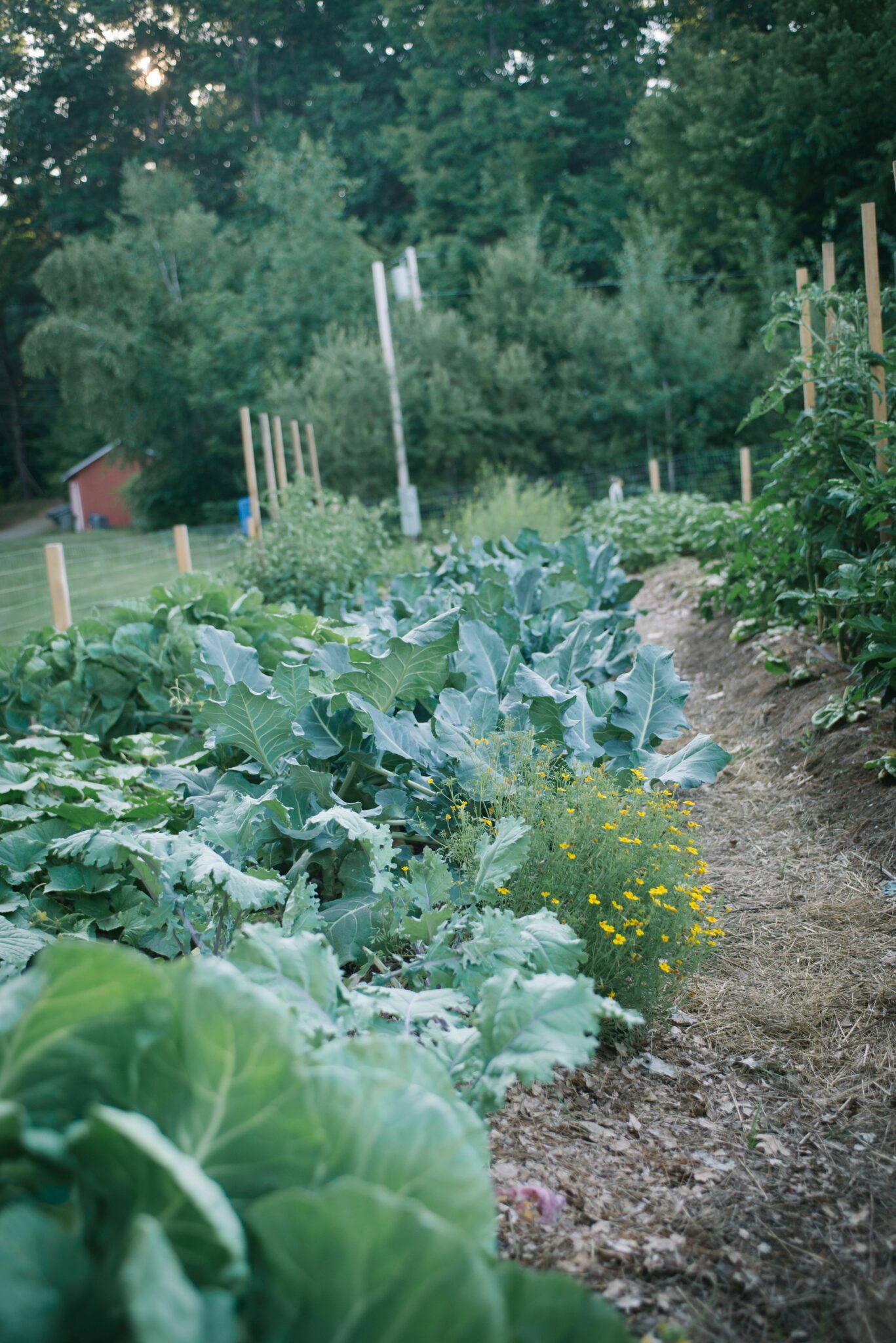 organic garden just the goodies